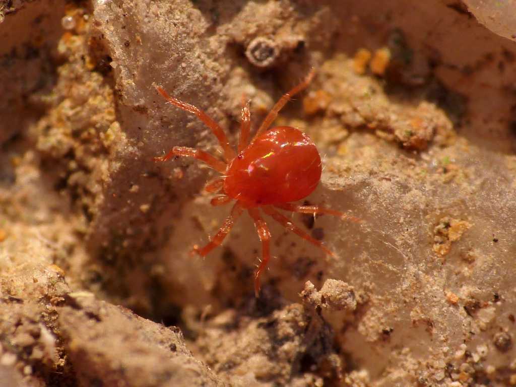 Acaro rosso arancio (Anystidae?) - Tolfa (RM)